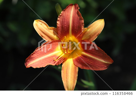 Red hemerocallis flowers blooming in a garden in early summer Red hemerocallis flowers blooming in a garden in early summer 116358466