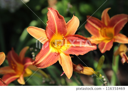 Red alstroemeria flowers blooming in the garden in early summer Red alstroemeria flowers blooming in the garden in early summer 116358469