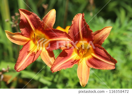 Red hemerocallis flowers blooming in a garden in early summer Red hemerocallis flowers blooming in a garden in early summer 116358472