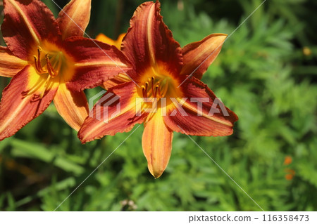 Red alstroemeria flowers blooming in the garden in early summer Red alstroemeria flowers blooming in the garden in early summer 116358473