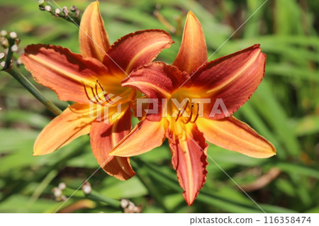 Red hemerocallis flowers blooming in a garden in early summer Red hemerocallis flowers blooming in a garden in early summer 116358474