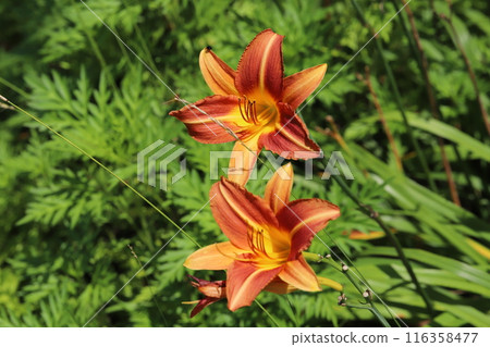Red alstroemeria flowers blooming in the garden in early summer Red alstroemeria flowers blooming in the garden in early summer 116358477