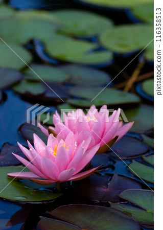 睡蓮花瓣特寫素材 睡蓮花瓣特寫素材 116358513