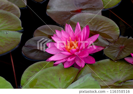 睡蓮花瓣特寫素材 睡蓮花瓣特寫素材 116358516