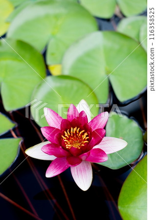 Close-up of lotus petals 116358525