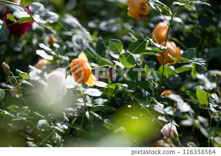 Orange roses surrounded by fresh greenery Orange roses surrounded by fresh greenery 116358564