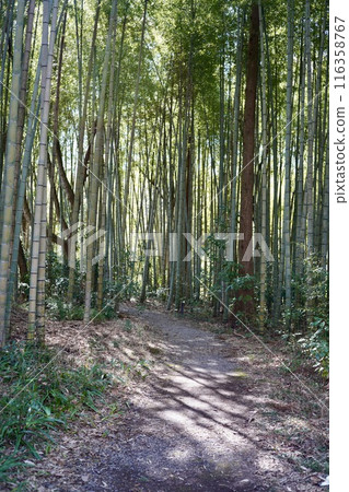 Small diameter of bamboo grove 116358767
