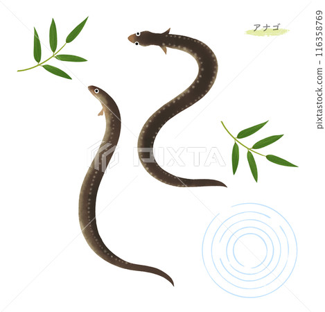 Watercolor illustration of an eel Watercolor illustration of an eel 116358769