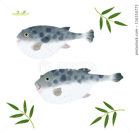 Watercolor illustration of blowfish 116358771