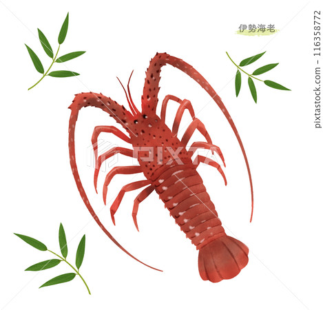 Spiny lobster watercolor illustration 116358772