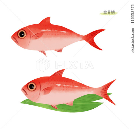 Watercolor illustration of alfonsino 116358773