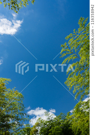 複製清新的綠色竹樹梢和深藍色夏日天空的空間 複製清新的綠色竹樹梢和深藍色夏日天空的空間 116358942