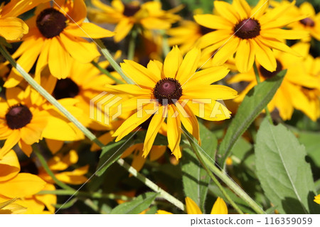 初夏花園裡盛開的橙色金光菊花 初夏花園裡盛開的橙色金光菊花 116359059
