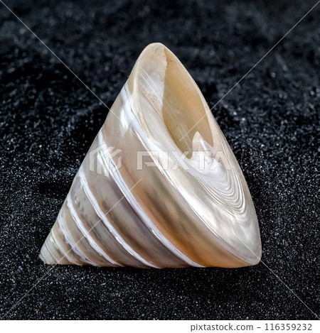 Tectus Pyramis Pearl Seashell on a black sand background Tectus Pyramis Pearl Seashell on a black sand background 116359232