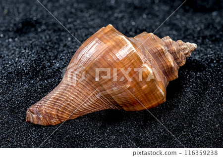 Hemifusus Tuba Seashell on a black sand background Hemifusus Tuba Seashell on a black sand background 116359238