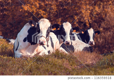 three cows lying on the grass 116359318