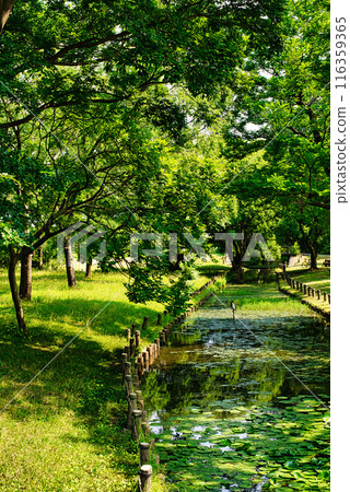 Tokyo Metropolitan Mizumoto Park Water lily scenery 116359365