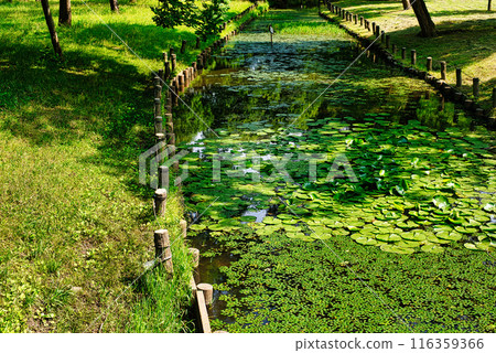 Tokyo Metropolitan Mizumoto Park Water lily scenery 116359366