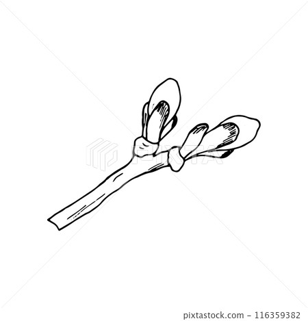 Horse-chestnut buds on a branch, Aesculus hippocastanum. Hand-drawn botanical illustration isolated on white. 116359382
