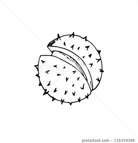 Big ripe raw fresh horse chestnut. Natural organic snack. Aesculus hippocastanum. Hand-drawn botanical illustration isolated on white. Big ripe raw fresh horse chestnut. Natural organic snack. Aesculus hippocastanum. Hand-drawn botanical illustration isolated on white. 116359386