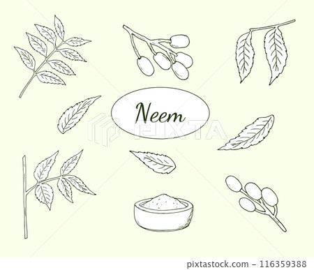 Set of the neem tree branches with leaves, powder, and fruits (Azadirachta indica, neemtree. or Indian lilac). Set of the neem tree branches with leaves, powder, and fruits (Azadirachta indica, neemtree. or Indian lilac). 116359388