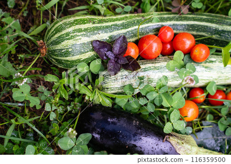 Homegrown vegetables on an organic domestic farm Homegrown vegetables on an organic domestic farm 116359500