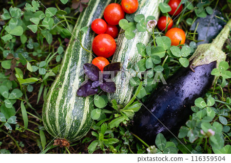 Homegrown vegetables on an organic domestic farm Homegrown vegetables on an organic domestic farm 116359504