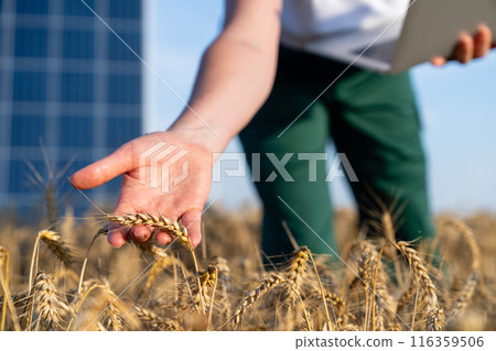 Farmer touches ear of wheat. Close up. Solar panel in the background Farmer touches ear of wheat. Close up. Solar panel in the background 116359506