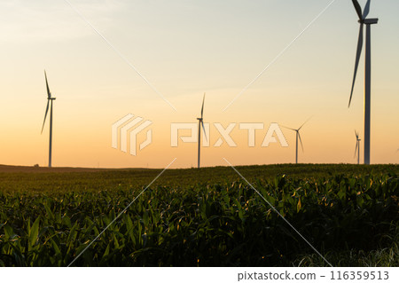 Agricultural field with wind turbines at sunset 116359513