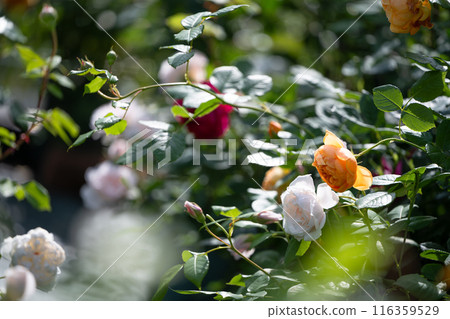 白玫瑰周圍環繞著新鮮的綠色植物 116359529