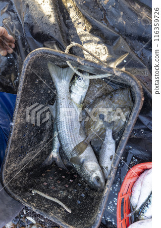 A black bucket filled with fresh fish is on a table 116359726