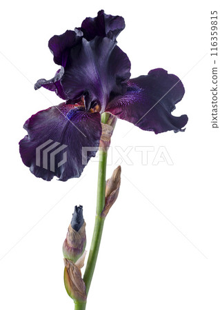 Iris flower isolated on background. 116359815