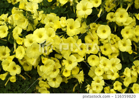 Yellow wood sorrel flowers blooming in March Yellow wood sorrel flowers blooming in March 116359820