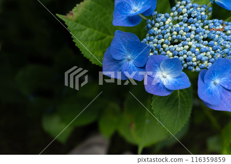 以廣角鏡頭特寫拍攝的繡球花 以廣角鏡頭特寫拍攝的繡球花 116359859
