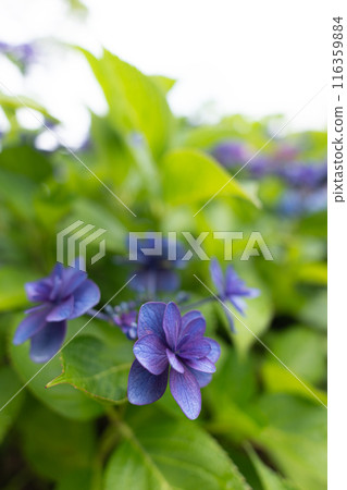 Hydrangea flower photographed close-up with a wide-angle lens 116359884