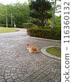 柯基犬在公園休息 116360132