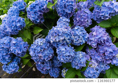 繡球花園 116360177