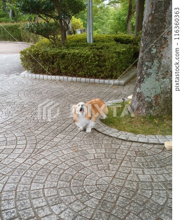 狗對你狂吠 116360363