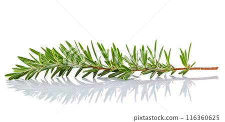 Fresh rosemary herb sprig isolated on white background, aromatic culinary seasoning, green natural organic ingredient, horizontal with reflection Fresh rosemary herb sprig isolated on white background, aromatic culinary seasoning, green natural organic ingredient, horizontal with reflection 116360625