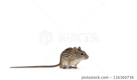 Striped grass mouse on white 116360736
