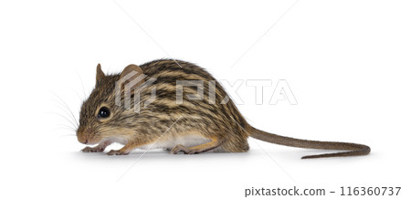 Striped grass mouse on white 116360737