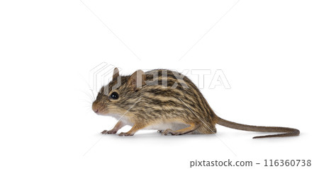Striped grass mouse on white 116360738
