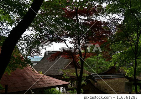 Fresh green Izumo Daijingu Fresh green Izumo Daijingu 116361285