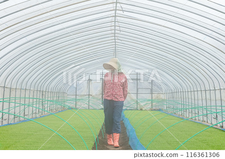 Female farm workers Female farm workers 116361306