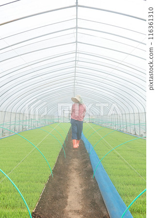 Female farm workers Female farm workers 116361310