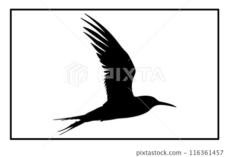 Silhouette of a flying Arctic tern. flying arctic tern bird swarm silhouette Silhouette of a flying Arctic tern. flying arctic tern bird swarm silhouette 116361457