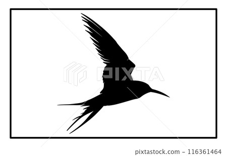 Silhouette of a flying Arctic tern. flying arctic tern bird swarm silhouette Silhouette of a flying Arctic tern. flying arctic tern bird swarm silhouette 116361464