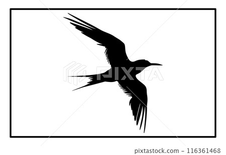 Silhouette of a flying Arctic tern. flying arctic tern bird swarm silhouette 116361468
