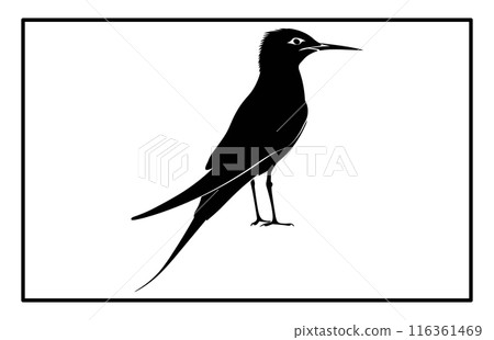 Silhouette of a flying Arctic tern. flying arctic tern bird swarm silhouette Silhouette of a flying Arctic tern. flying arctic tern bird swarm silhouette 116361469