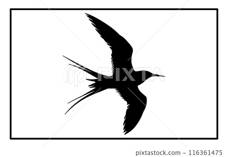 Silhouette of a flying Arctic tern. flying arctic tern bird swarm silhouette 116361475